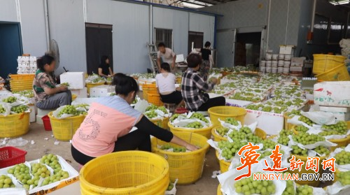 宁远：葡萄丰收缀满枝 产业富民促振兴3_副本500.jpg
