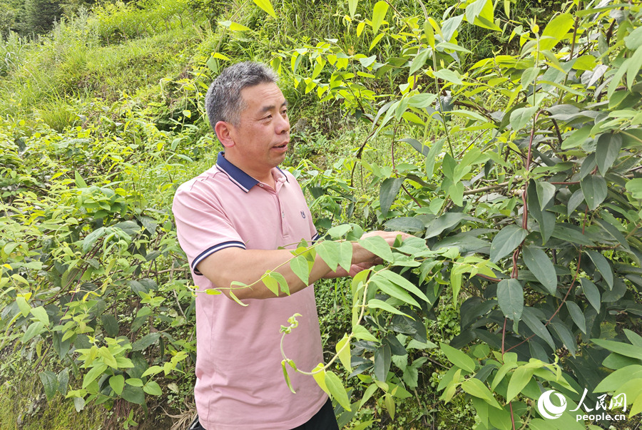 隆回金银花种植户邹代伴在看金银花长势。人民网记者 刘宾摄