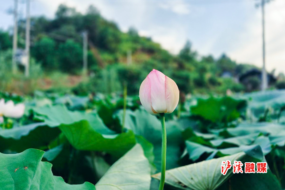 荷花.jpg2.jpg