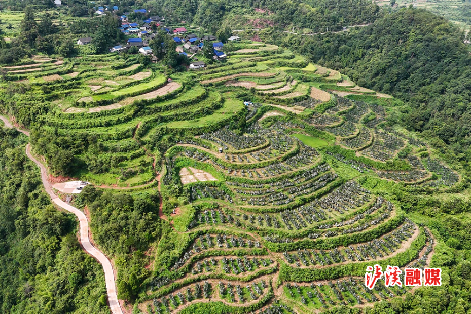 脆柿子.jpg2.jpg3.jpg