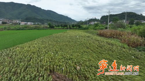 宁远：干群生产自救 降低洪涝损失1_副本500.jpg