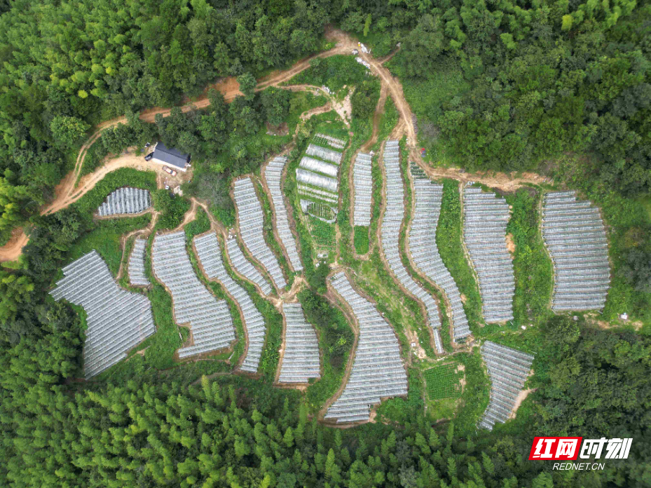 万佛山镇：高山蔬菜长势好 喜迎丰收采摘忙 (2).JPG