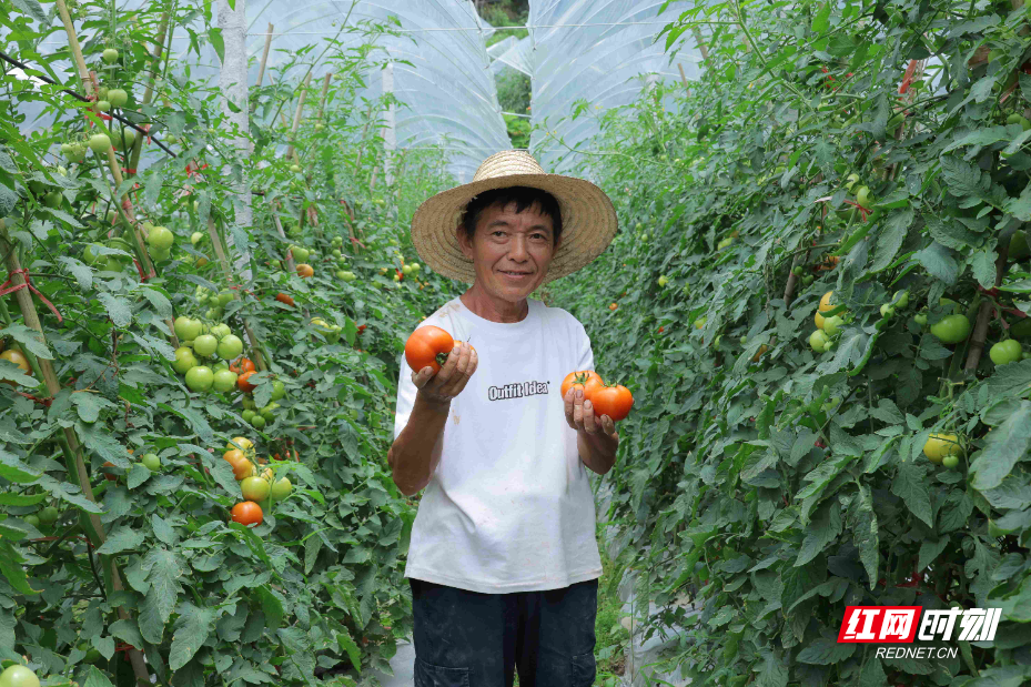 万佛山镇：高山蔬菜长势好 喜迎丰收采摘忙 (9).JPG