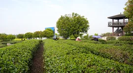 湘潭县：春茶吐新绿