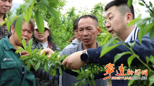 宁远：一颗九嶷香奈的逆袭之路3_副本500.jpg