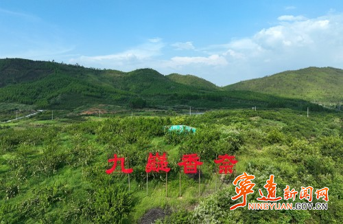 宁远：一颗九嶷香奈的逆袭之路1_副本500.jpg