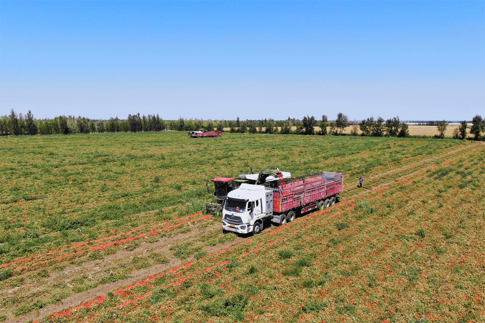 收获的“新”收获丨西红柿忙于收获，果实反映