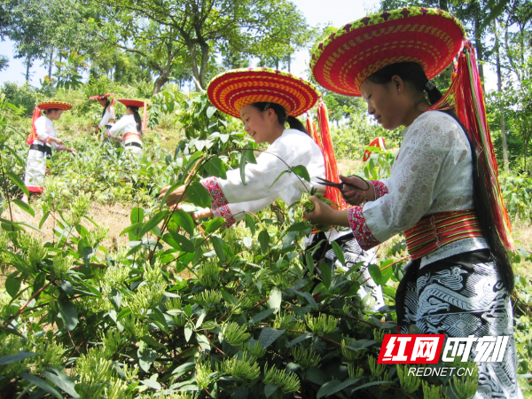 隆回县退耕还林金银花.JPG