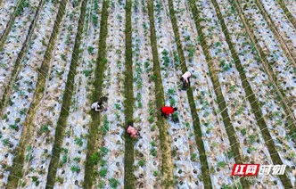 湖南新田：秋日蔬菜管护忙