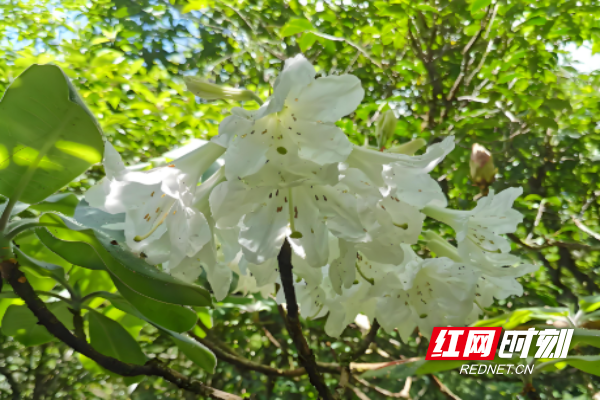 wechat_2025-08-24_113439_442.png