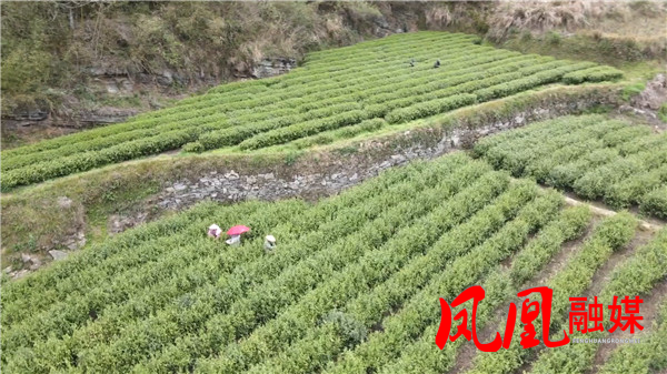 凤凰：电力赋能乡村振兴椿木坪（为准）[00_18_41][20250825-115049].jpg