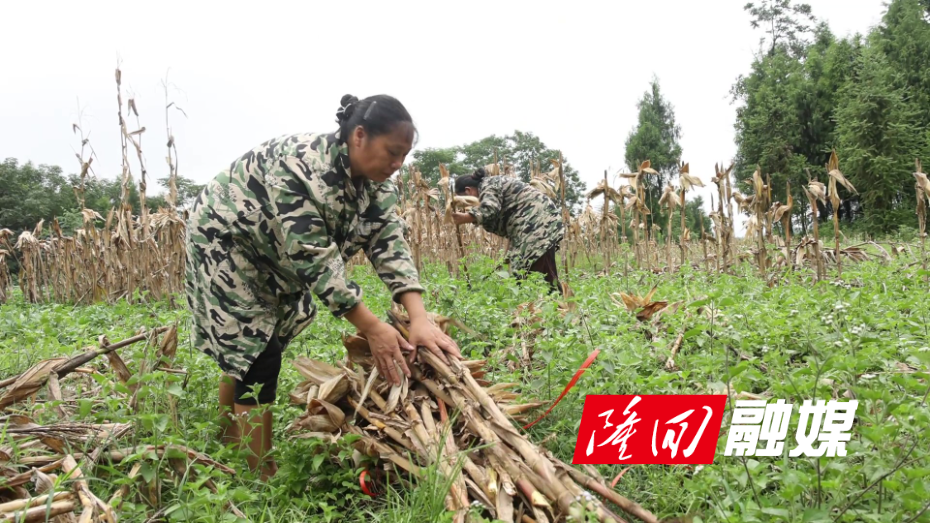 隆回：秸秆“变废为肥”  为农业发展“增绿提效提质” - frame at 0m41s.jpg