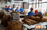 道县：“金叶”飘香收购忙 全链服务保增收