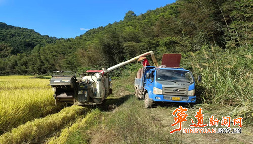 宁远县水市镇：紫源洞村高山水稻总产量达10万斤_副本500.jpg