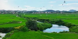 湖南新田：生态田园白鹭欢