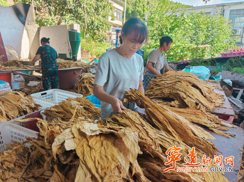 宁远鲤溪镇：“金叶”丰收忙 烟农笑颜开_副本500.jpg