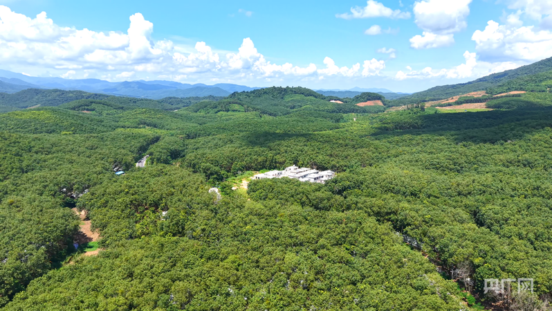 遥远山的回声丨遥远的山脉的新绿色是白色沙林