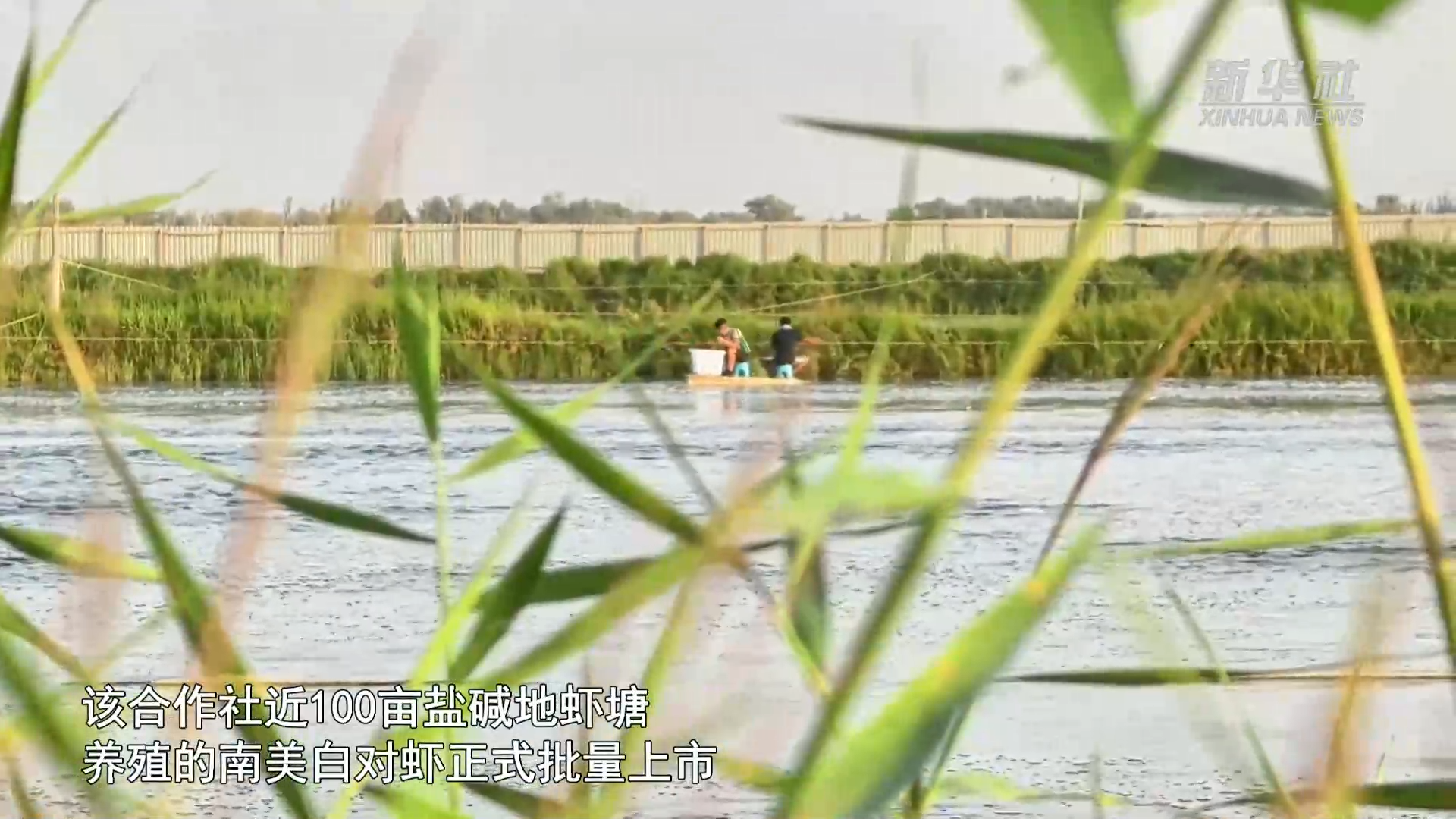 新疆在Hotan的“沙漠海鲜”批量生产