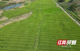 祁阳：人工“赶花”授粉忙 水稻制种促增收