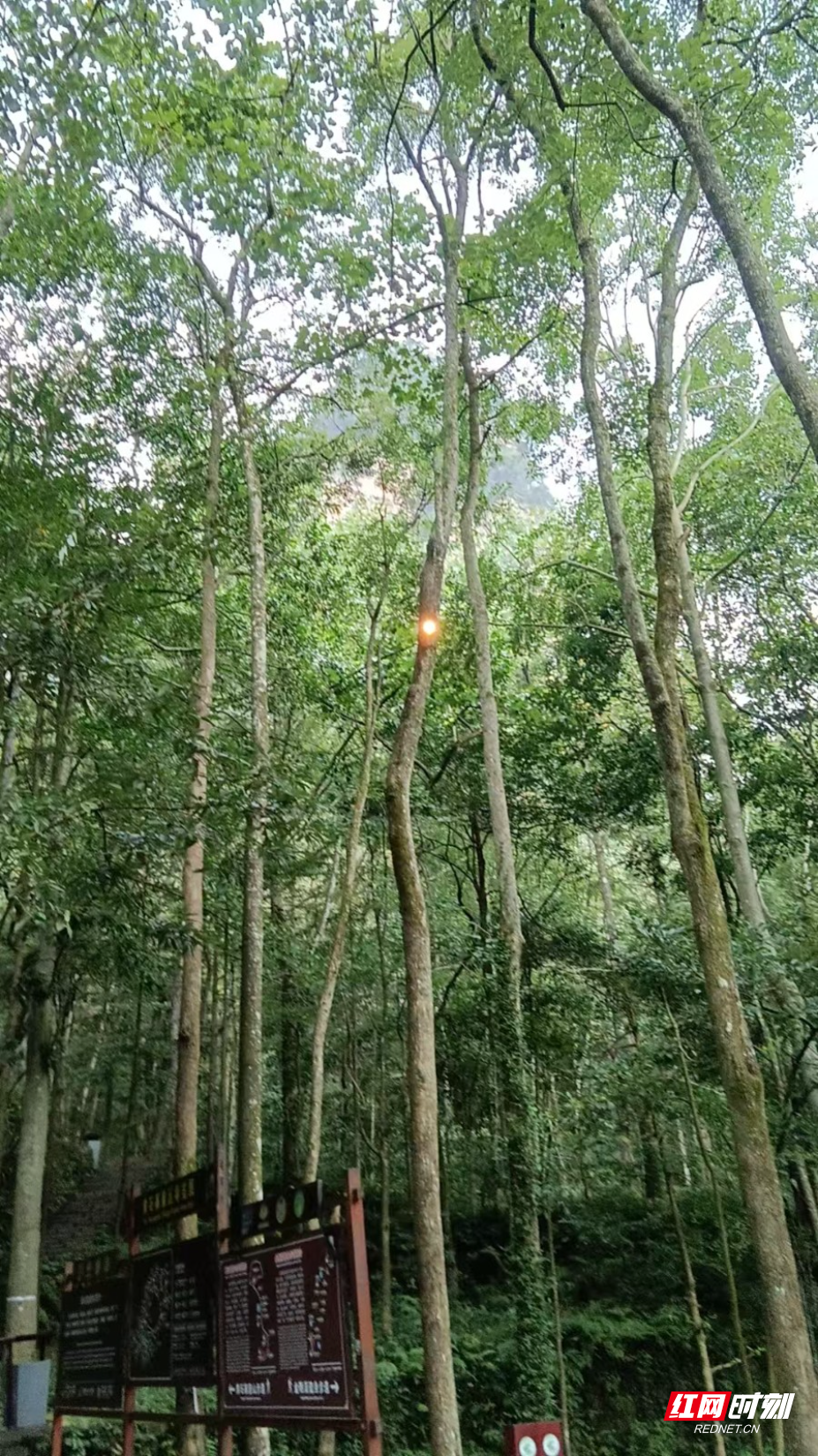 激光处理枯枝 (2).jpg