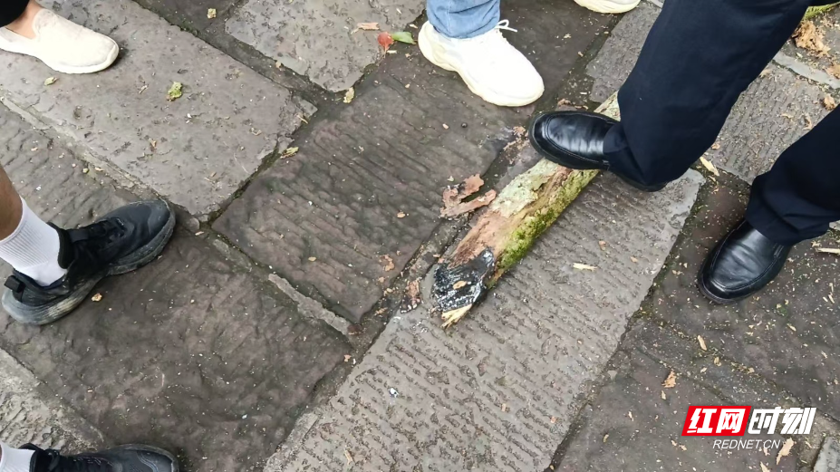 激光处理枯枝 (1).jpg