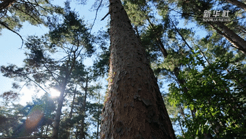 中国对新时代中国文化的研究丨遇到了张巴伊山