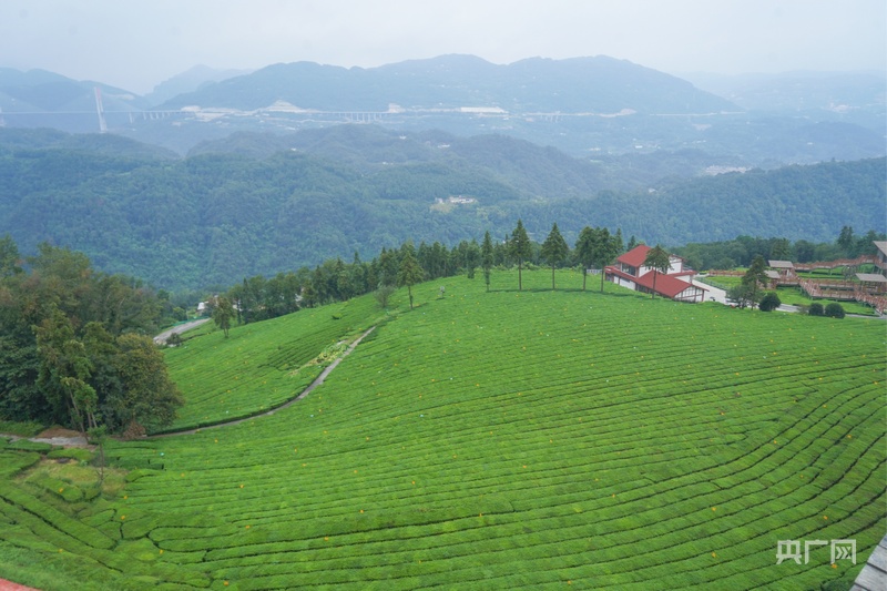 非常研究和中国的研究与发展|从“出售茶”到“