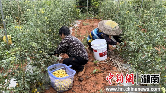 村民采摘圣女果。蒋滔滔 摄
