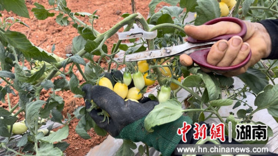 村民采摘圣女果。蒋滔滔 摄