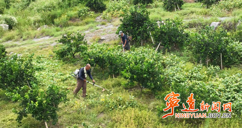 宁远：柑橘套种大豆实现“一地双收”_副本500.png