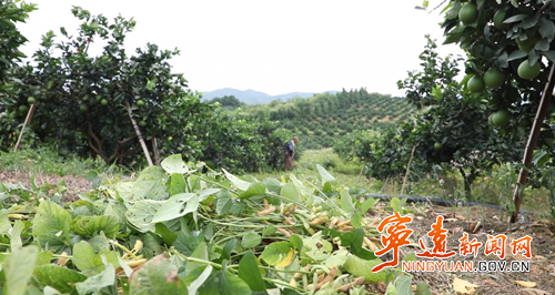 宁远：柑橘套种大豆实现“一地双收”2_副本500.png