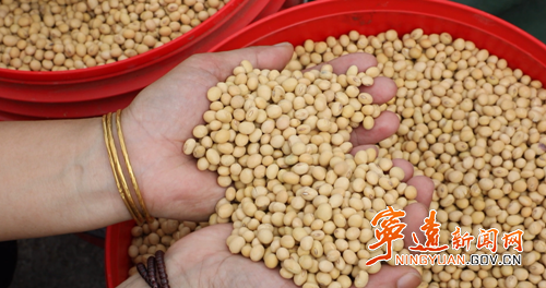 宁远：柑橘套种大豆实现“一地双收”3_副本500.png