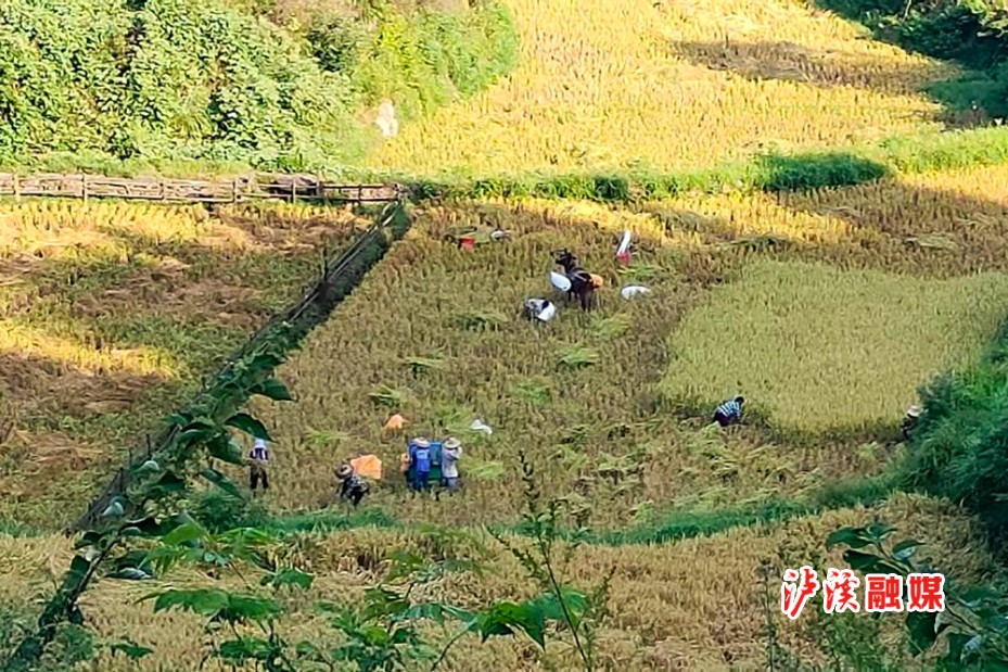 石榴坪稻田.jpg2.jpg3.jpg
