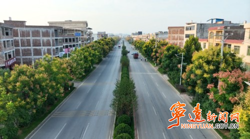 宁远：栾树盛开花满枝1_副本500.jpg
