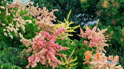 宁远：栾树盛开花满枝2_副本500.jpg