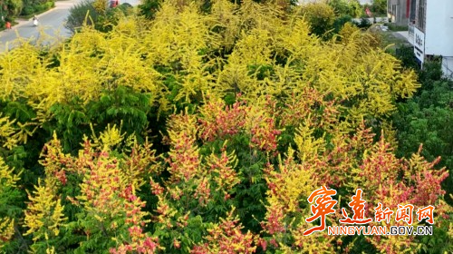 宁远：栾树盛开花满枝3_副本500.jpg