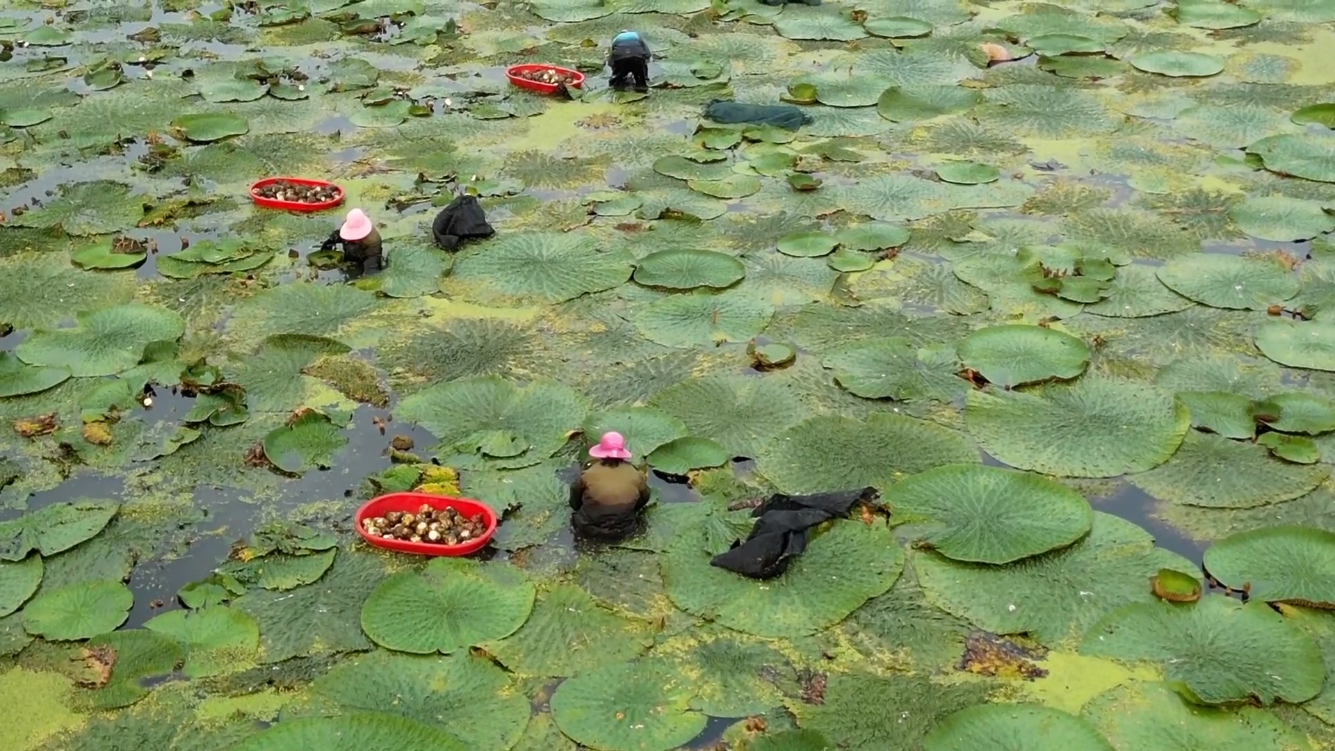 xinhua观点| “小型特色”利用“大型行业”：特征