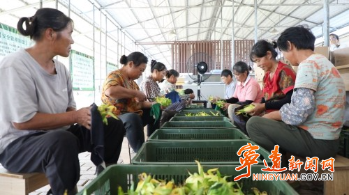 宁远九疑瑶族乡：农旅融合 乡村振兴产业旺2_副本500.jpg