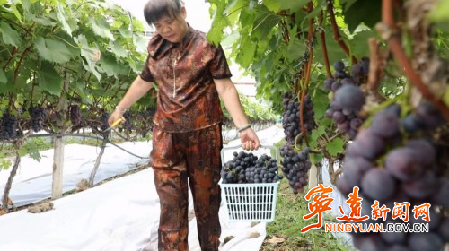 宁远九疑瑶族乡：农旅融合 乡村振兴产业旺3_副本500.jpg