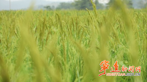 宁远：水稻制种“赶花”忙  抢抓农时保丰收2_副本500.jpg