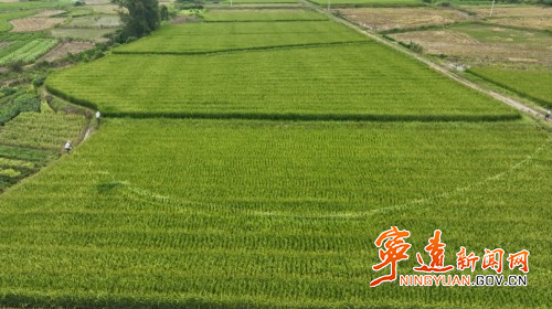 宁远：水稻制种“赶花”忙  抢抓农时保丰收1_副本500.jpg
