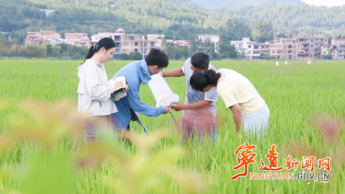 【主特产业看宁远】 一片“金叶”富万家3_副本500.png