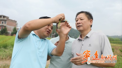 宁远：水稻制种“赶花”忙  抢抓农时保丰收3_副本500.jpg