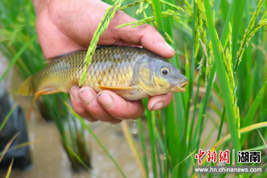 食禾花成长中的禾花鱼。