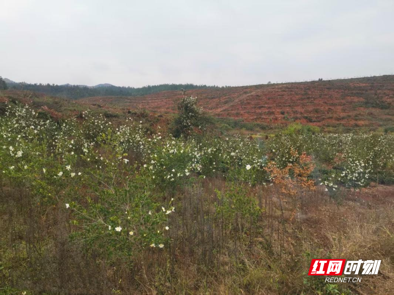 基地油茶树白花满枝长势良好.png