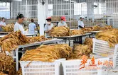 湖南宁远：一片“金叶”富万家