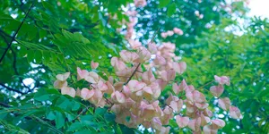 栾树花果映街巷 金红交织醉秋光