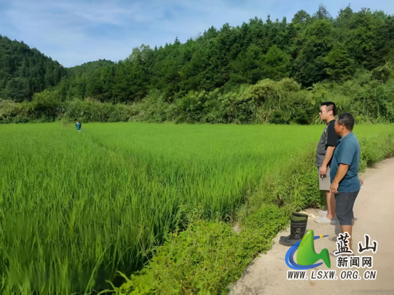 土市镇纪委：深入稻田核面积 筑牢惠农政策“廉洁防线”.png