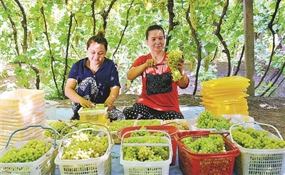 “葡萄已经成熟，日子很甜蜜”  - 观察新疆高质