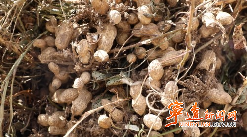 宁远鲤溪镇：机械化采收助力花生“颗粒归仓”2_副本500.jpg